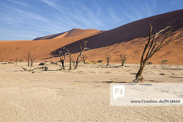 Abgestorbene Bäume  Deadvlei  Sossusvlei  Namibia  Afrika