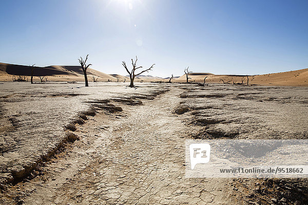 Ausgetrocknete Erde und abgestorbene Bäume  Deadvlei  Sossusvlei  Namibia  Afrika