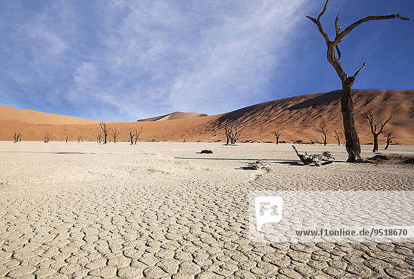Abgestorbene Bäume und ausgetrocknete Erde  Deadvlei  Sossusvlei  Namibia  Afrika