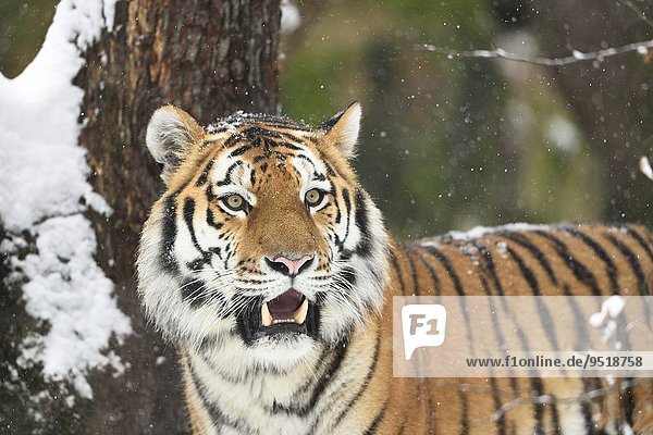 Siberian tiger in winter