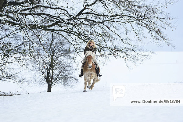Junge Frau reitet auf einem Haflinger im Schnee