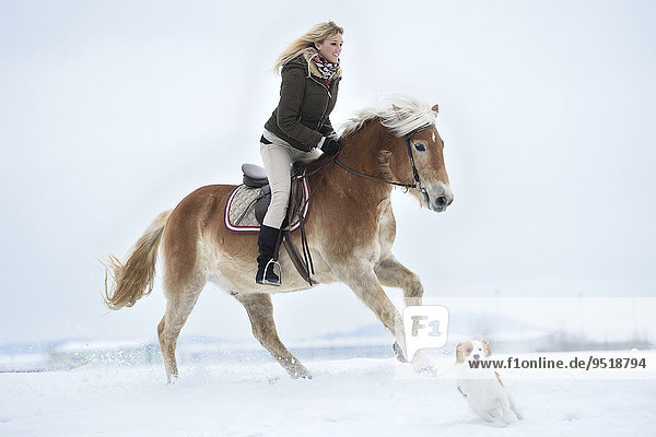 Young woman riding Haflinger horse in snow