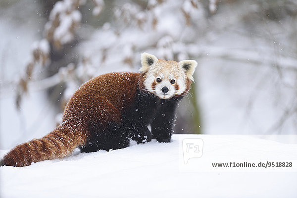 Kleiner Panda im Winter