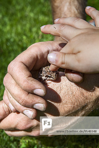 Childs hand touching frog