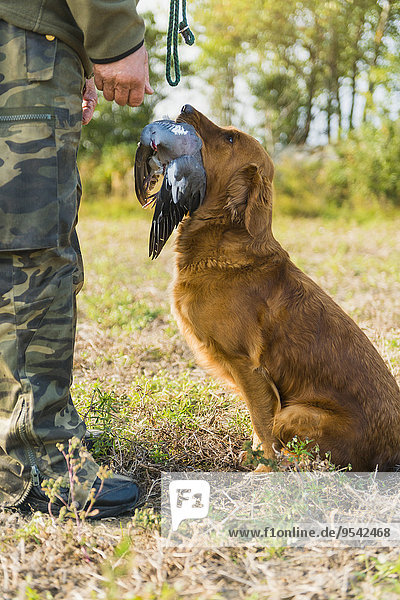 Dog giving dead bird to hunter