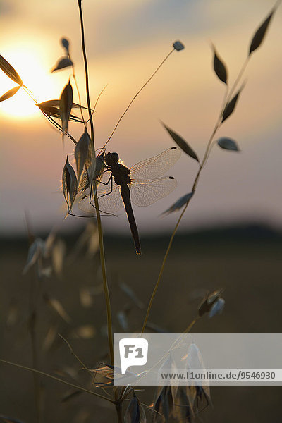 Libelle sitzend auf Hafer bei Sonnenuntergang