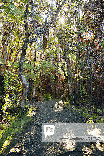 USA Hawaii Big Island Vulkane Nationalpark Wanderweg durch den Wald bei Kilauea Iki