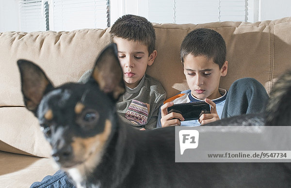 Zwei Jungen spielen mit ihren Smartphones  während der Hund im Vordergrund steht.