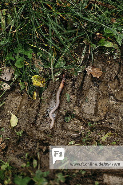 Earthworm creeping on wet soil