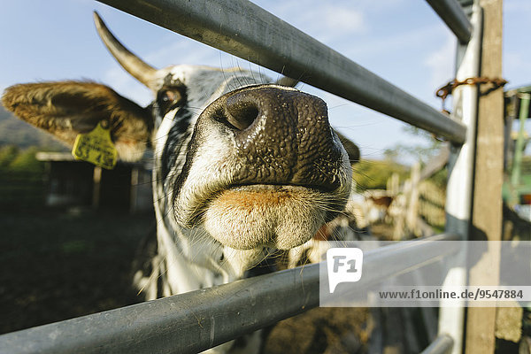 Snout of a cow