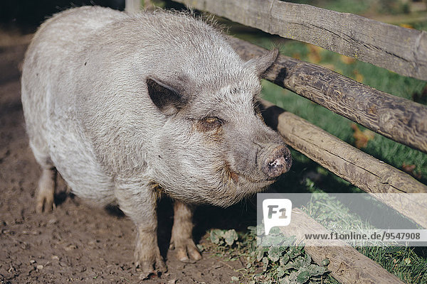 Portrait of domestic pig