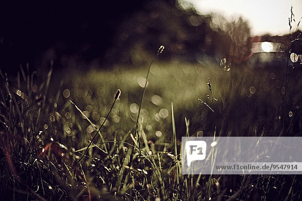 Grass on meadow