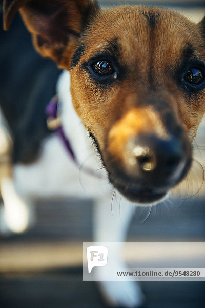 Jack Russell Terrier mit Blick auf die Kamera