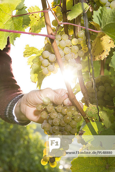 Germany  Bavaria  Volkach  winegrower testing grapes