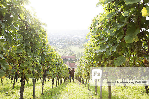 Deutschland  Bayern  Volkach  Traubenernte im Weinberg