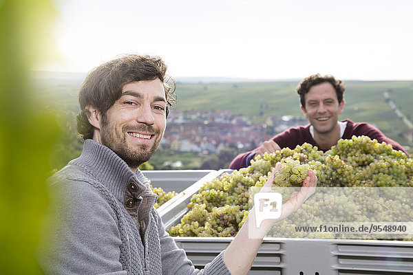Deutschland  Bayern  Volkach  zwei lächelnde Winzer mit geernteten Trauben