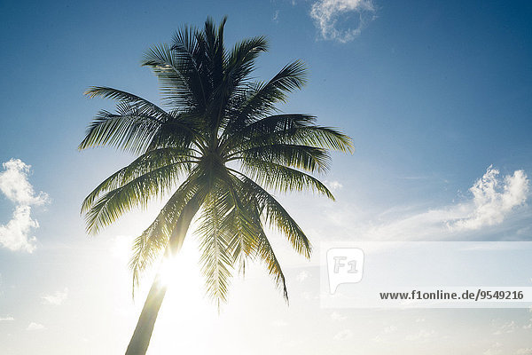 Malediven Ari Atoll Blick auf die Palme vor dem sonnigen Himmel