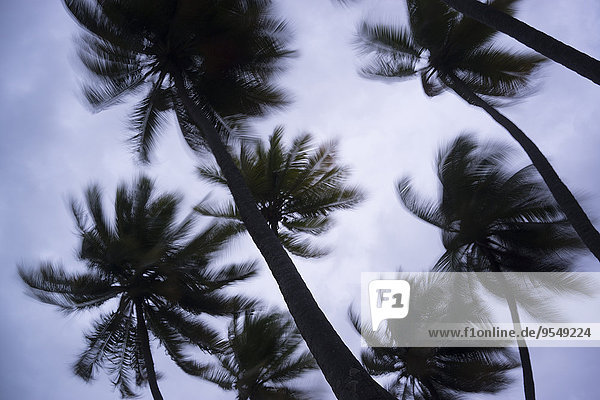 Malediven  Ari Atoll  Blick auf Palmen im Sturm