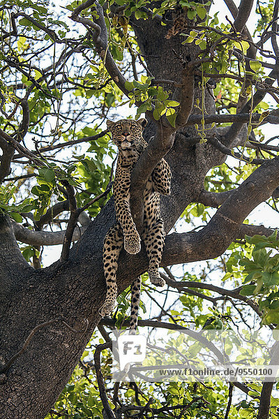 Botswana  Okavango-Delta  Leopard im Baum