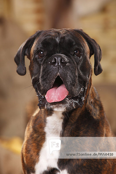 Portrait von Boxer mit ausgestreckter Zunge