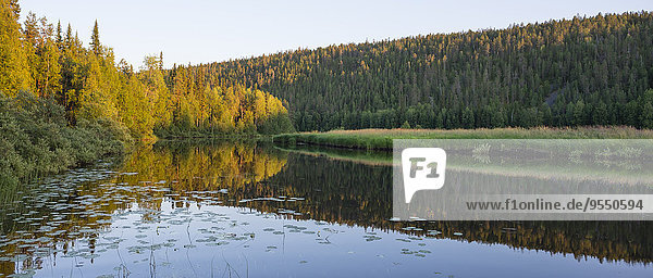 Finnland  Lappland  Nord-Ostbottnien  Kuusamo  Oulanka-Nationalpark  Oulankajoki-Fluss mit Pinienwald