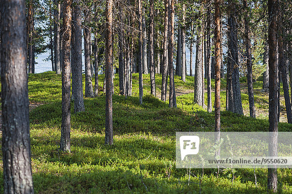 Schweden  Lappland  Norrbotten County  Kvikkjokk  Wald am See Saggat