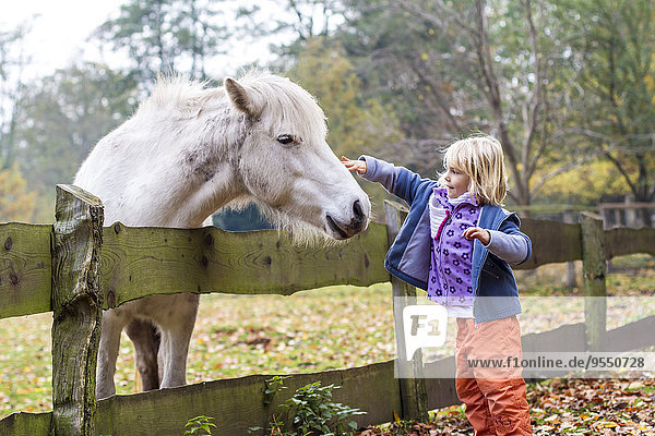 Kleines Mädchen beim Streicheln eines Pferdes