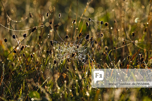 Deutschland  Spinnennetz am Morgen