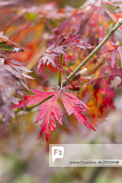Rote Blätter von Fullmoon Maple
