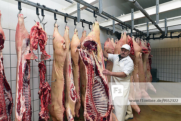 Metzger mit Halbschweinen im Kühlhaus einer Metzgerei