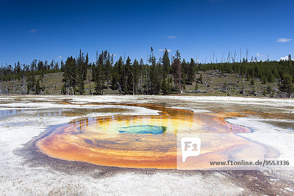 USA  Wyoming  Yellowstone Nationalpark  Chromatischer Frühling