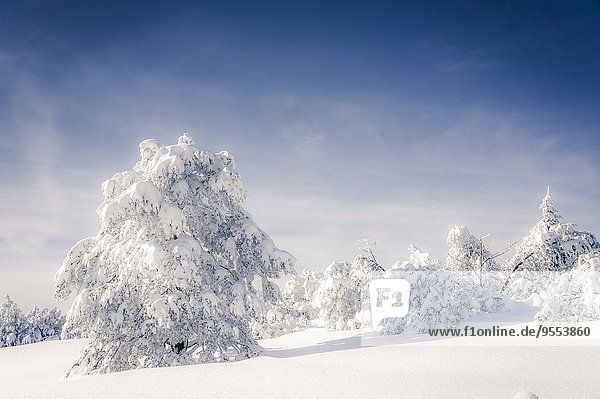 Deutschland  Baden-Württemberg  schneebedeckte Bäume im Schwarzwald