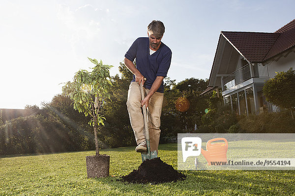 Mann pflanzt Baum im Garten