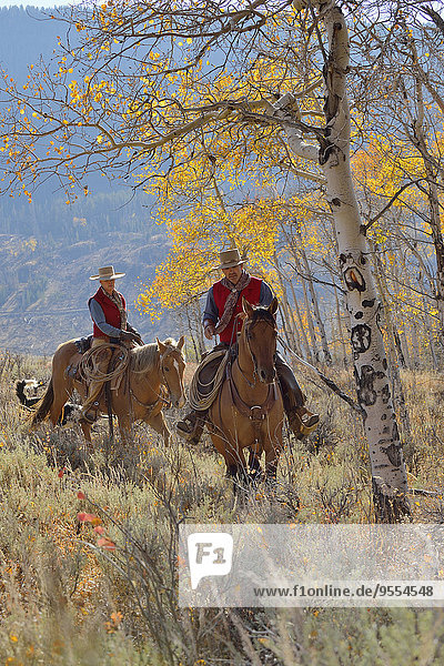 USA  Wyoming  Big Horn Mountains  Reiten Cowgirl und Cowboy im Herbst
