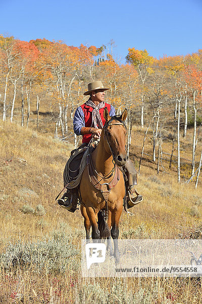 USA  Wyoming  Big Horn Mountains  riding cowboy in autumn