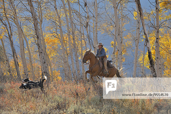 USA  Wyoming  Big Horn Mountains  Reiten Cowgirl im Herbst