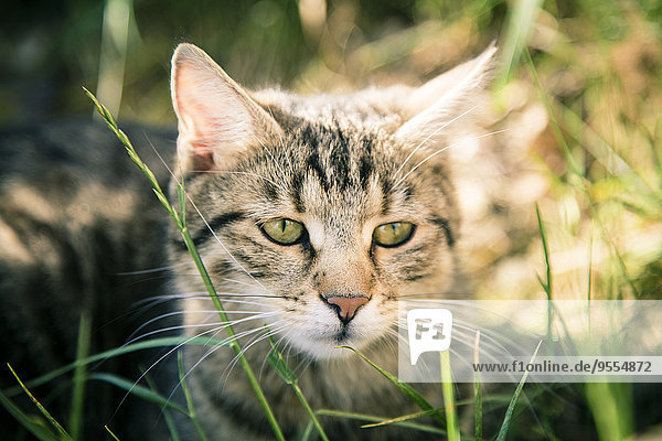 Portrait einer Katze im Gras sitzend