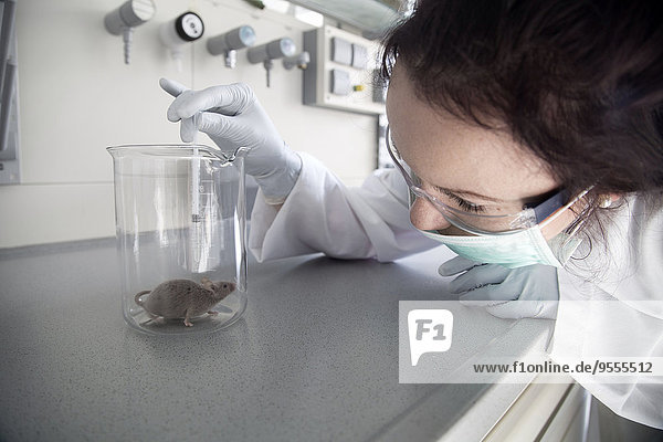 Deutschland  Forschungslabor  Junge Wissenschaftlerin bei der Behandlung von Labormäusen