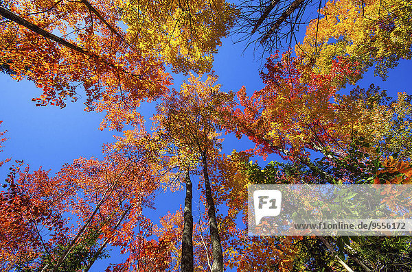 USA  Michigan  Blick auf bunte Baumwipfel im Herbst von unten