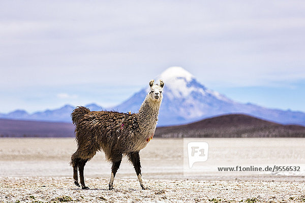 Chile,  Lama,  Lama glama,  stehend in der Atacama-Wüste