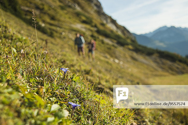 Österreich  Tirol  Tannheimer Tal  Blumen wachsen auf Almen