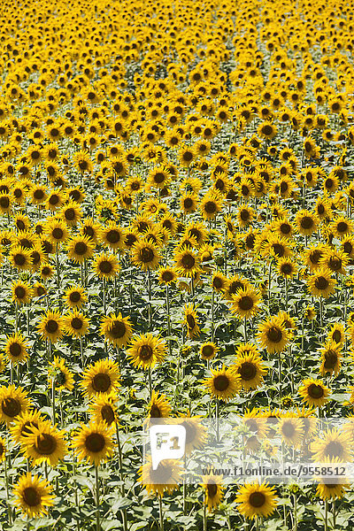 Frankreich  Provence  Sonnenblumenfeld  Helianthus annuus