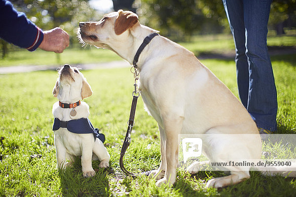 Blindenhunde bei der Hundeausbildung