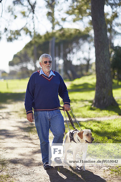 Visually impaired man walking with his guide dog in a park