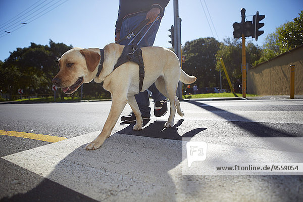 Sehbehinderter Mann beim Überqueren einer Straße mit seinem Blindenhund