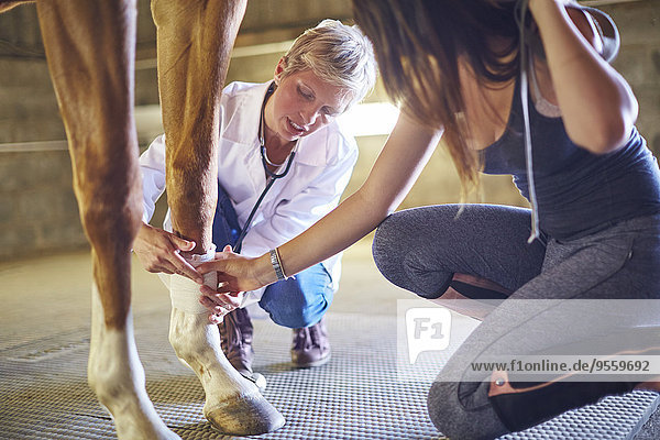 Tierärztlicher Verband eines Pferdes im Stall