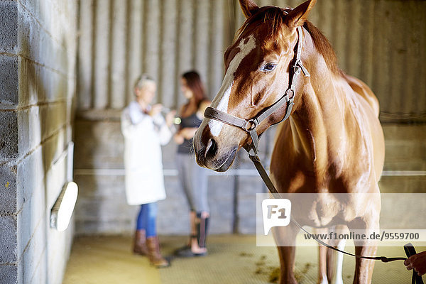 Pferd im Stall mit Teenagermädchen und Tierarzt im Hintergrund