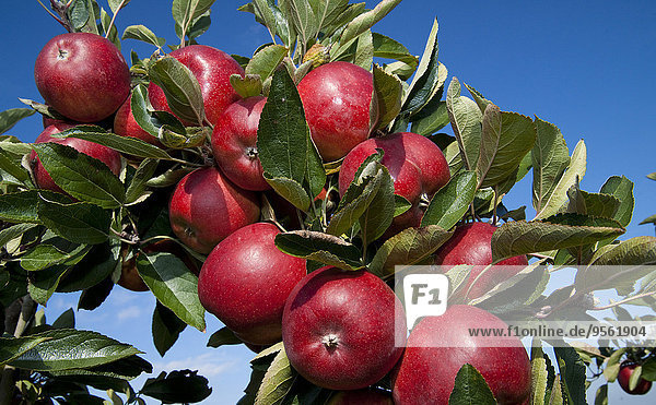 Baum hängen Close-up rot Apfel Deutschland