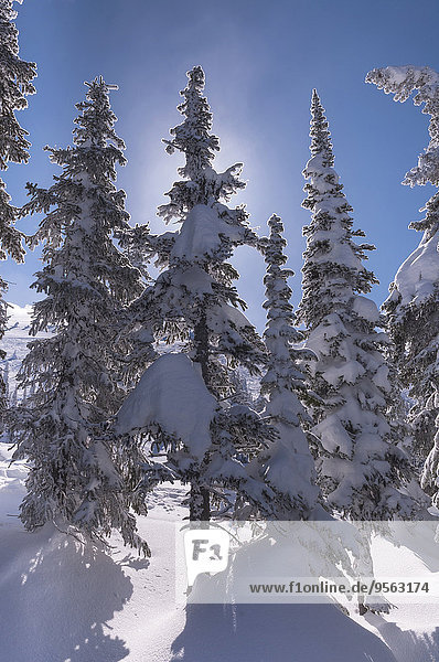 Baum Close-up immergrünes Gehölz British Columbia Kanada Kelowna Schnee
