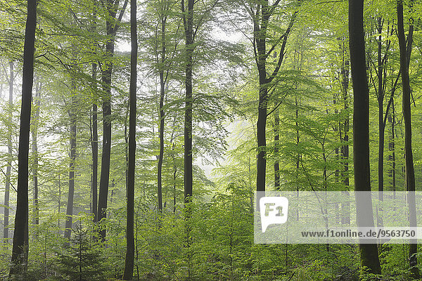europäisch Wald Buche Buchen Bayern Deutschland